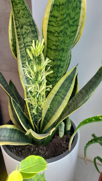 Продам Сансевієрія Black gold