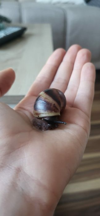 Slimak afrykanski - archachatina marginata suturalis nominal