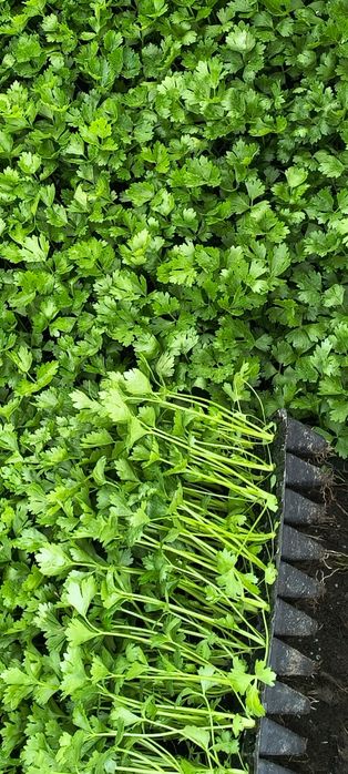 Sadzonka selera Talar