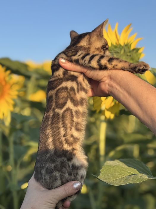 Бенгальські кошенята