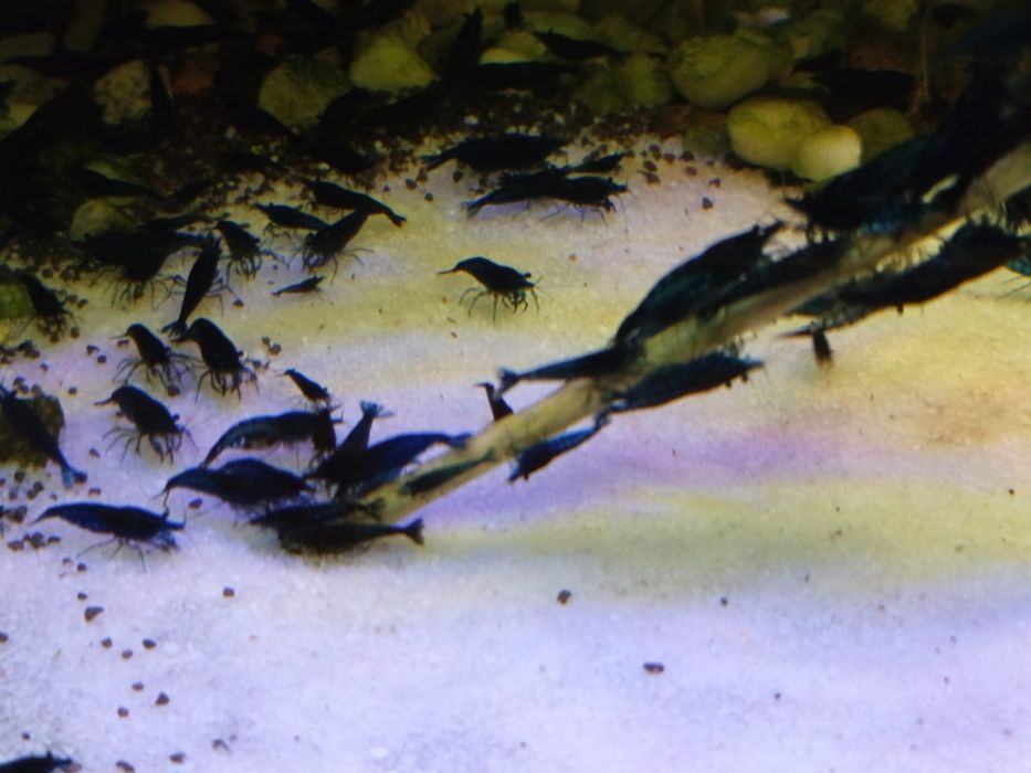 Krewetki / Krewetka Blue Velvet - Wysyłam