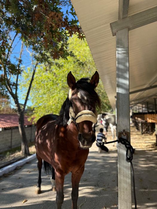 Cuidados e serviços para cavalos