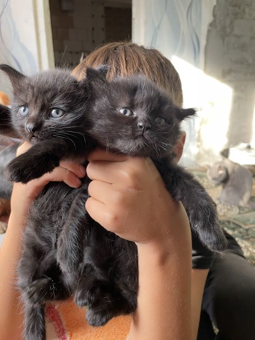 Котята від Шотландської мами