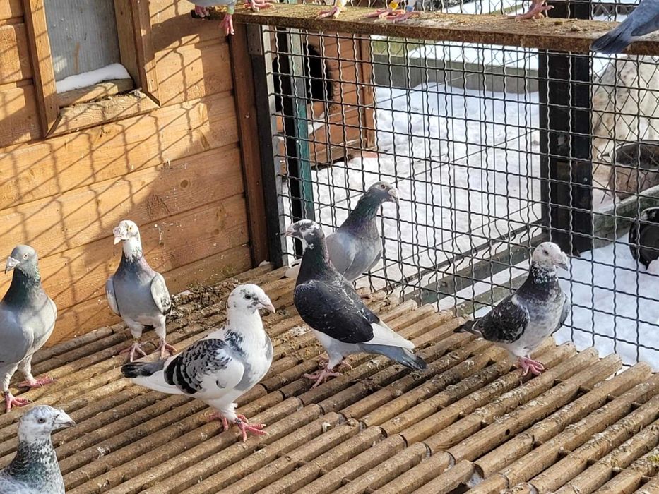 Gołębie staropolskie