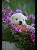 Sprzedam szczeniaka west highland white terrier
