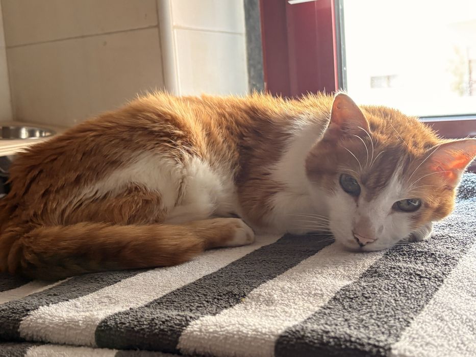 Petsitting e Estadia Familiar