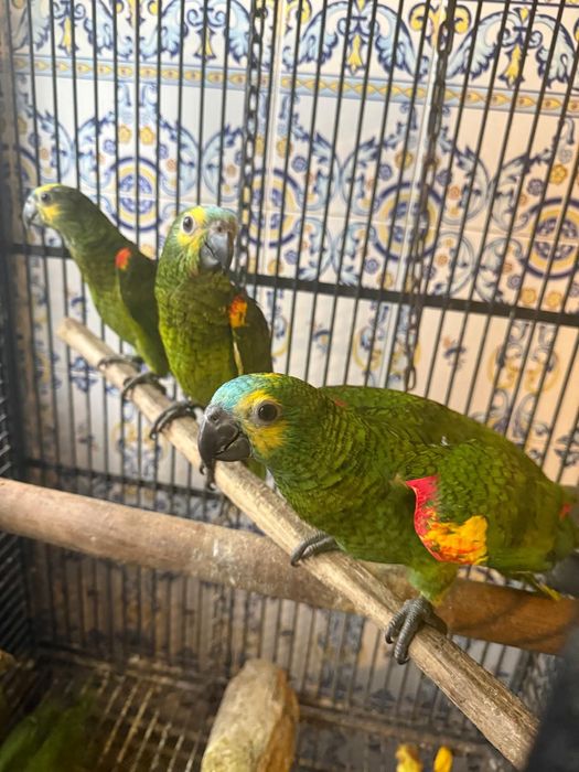 Papagaios Amazonas Aestivas