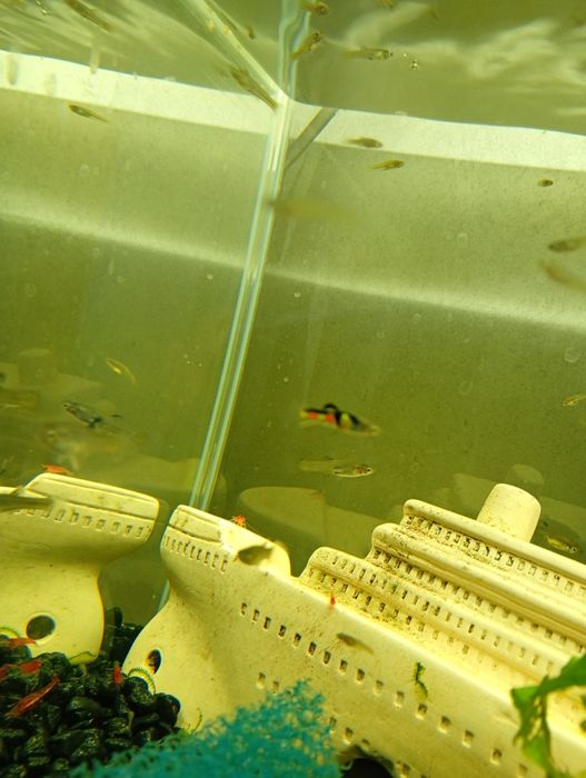 Gupik Endlera El Tigre 15zł para