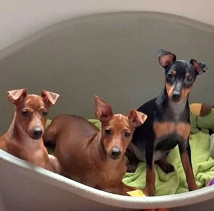 Pinczer, pinczery, pinczerki miniaturowe z metryczkami FCI