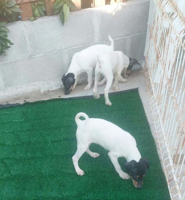Ratonero Bodeguero Andaluz puro