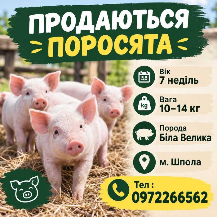 Продам  поросята