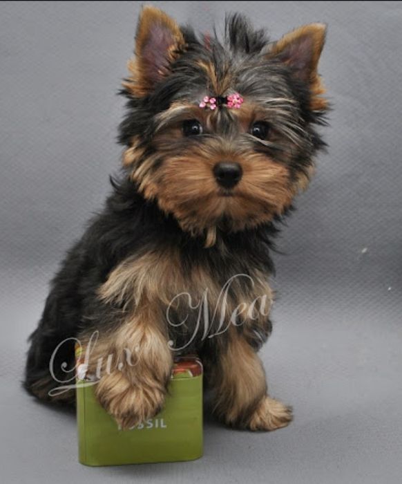 Собаки,щенок мини-йорка