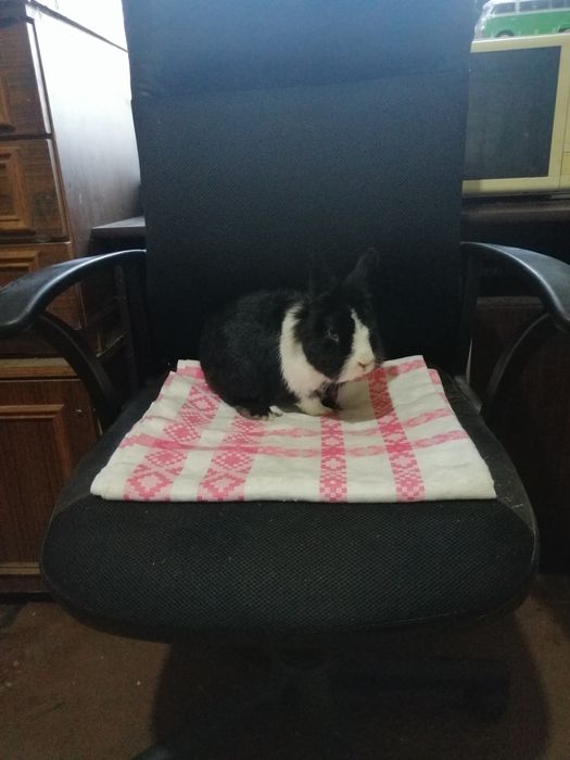 Króliczek karzełek
