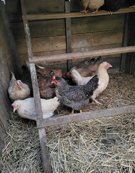 kury Marans green shell