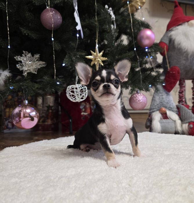 Міні чихуахуа. Хлопчики.