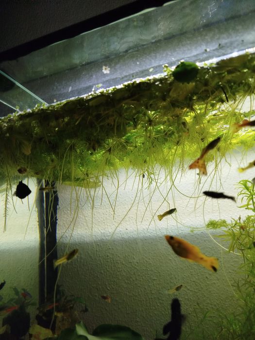 Amazon Frogbit (Planta de superfície)
