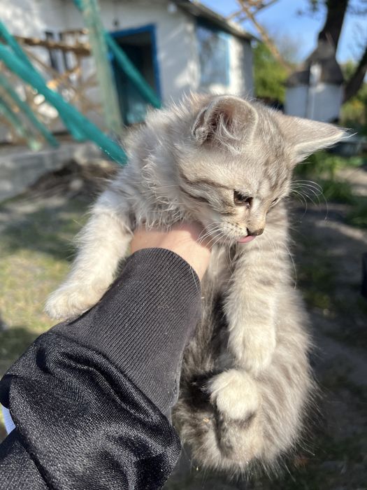 Віддам кошеня в добрі руки