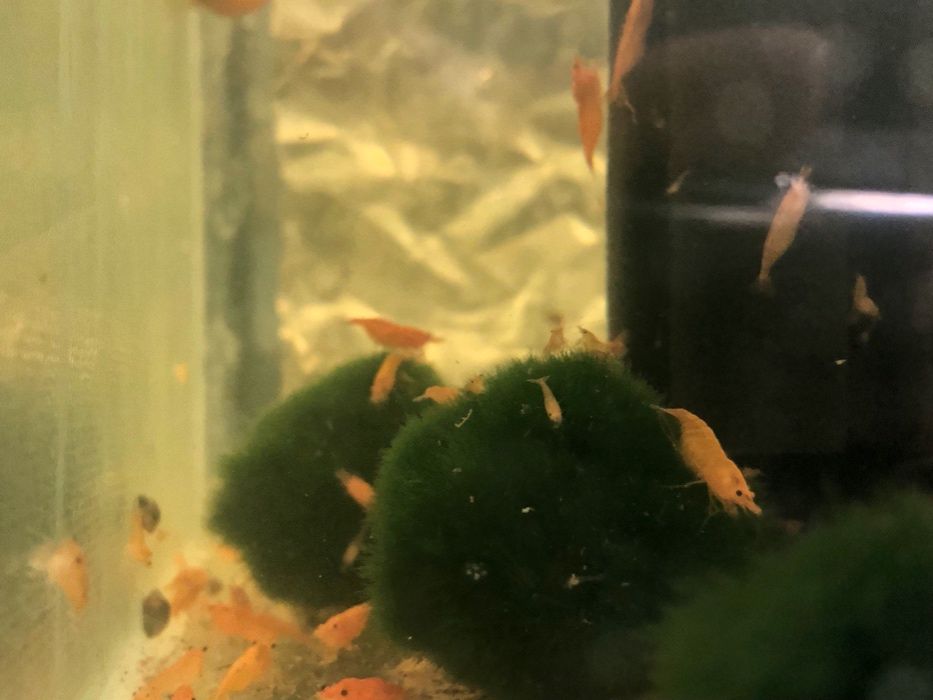 Аквариумные креветки: Blue Dream синяя, красная, оранжевая Сакура