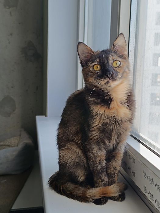 Невезучая Ниндзя бесплатно