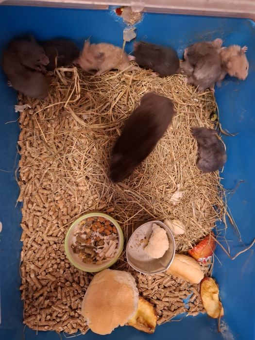 Chomiki syryjskie mlode