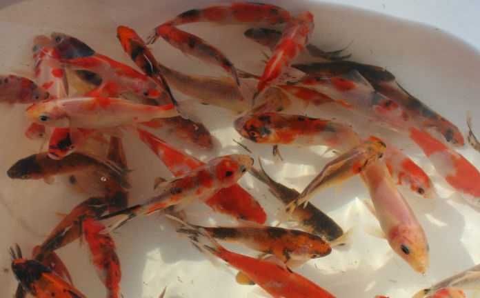 Karaś kolorowy mix kolorów - od.8cm - Dostępny od ręki