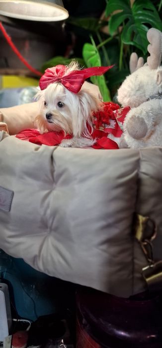 Мальтезе,  мікро,дівчинка