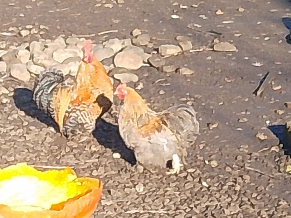 Кури карликові кох.