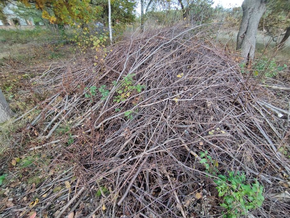 Oddam gałęzie, leszczyna.