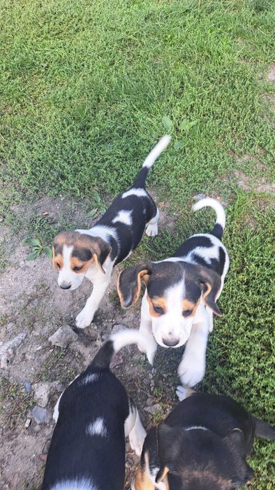 Piękny słodziaka piesek Beagle Gotowy do odbioru