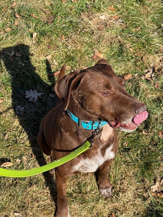 Грант, курцхаар, шукає дім