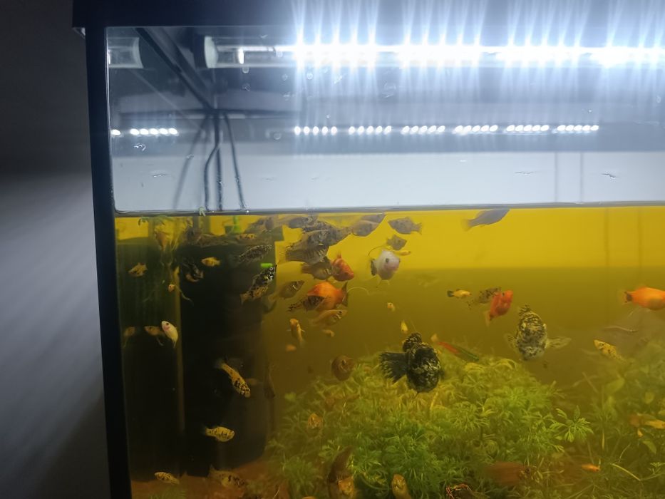 Muitos peixes  de água quente