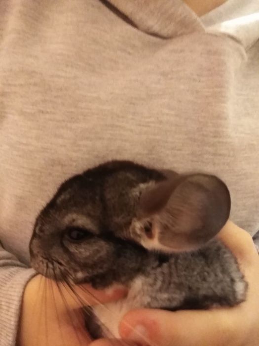 Szynszyl szynszyla standard samiec