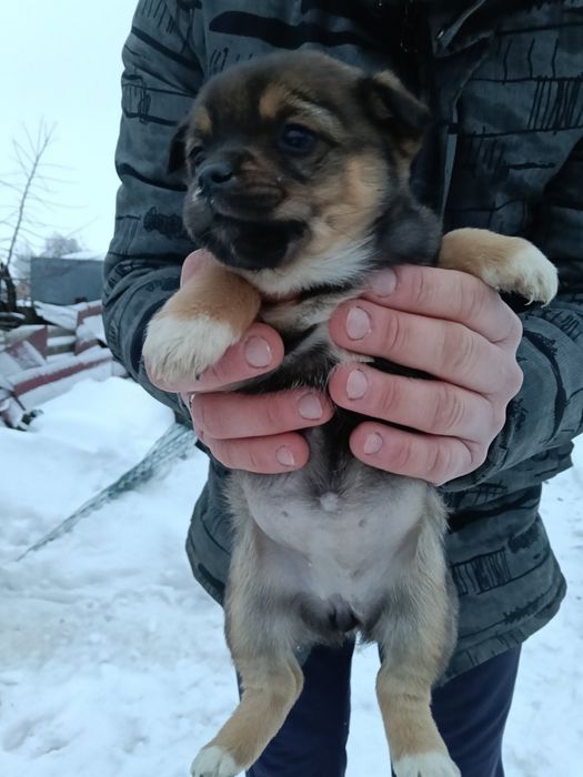 Віддамо собаченят в добрі руки