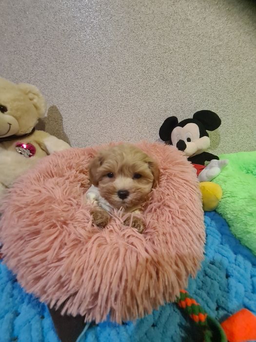 Малята мальтіпу мініки