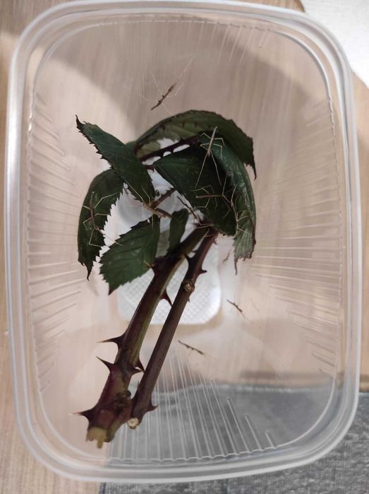 Patyczaki rogate – młode z własnej hodowli | idealne dla dzieci |