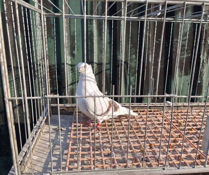 Sprzedam gołębia