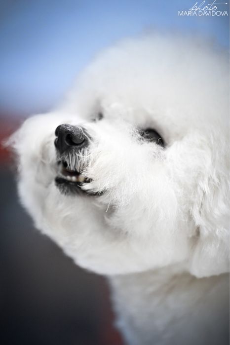 Вʼязка /парування БІШОН ФРІЗЕ КСУ, Луцьк-Рівне-Хмельницький-Львів