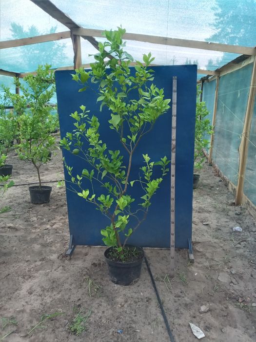 Великі Лимони Павловский