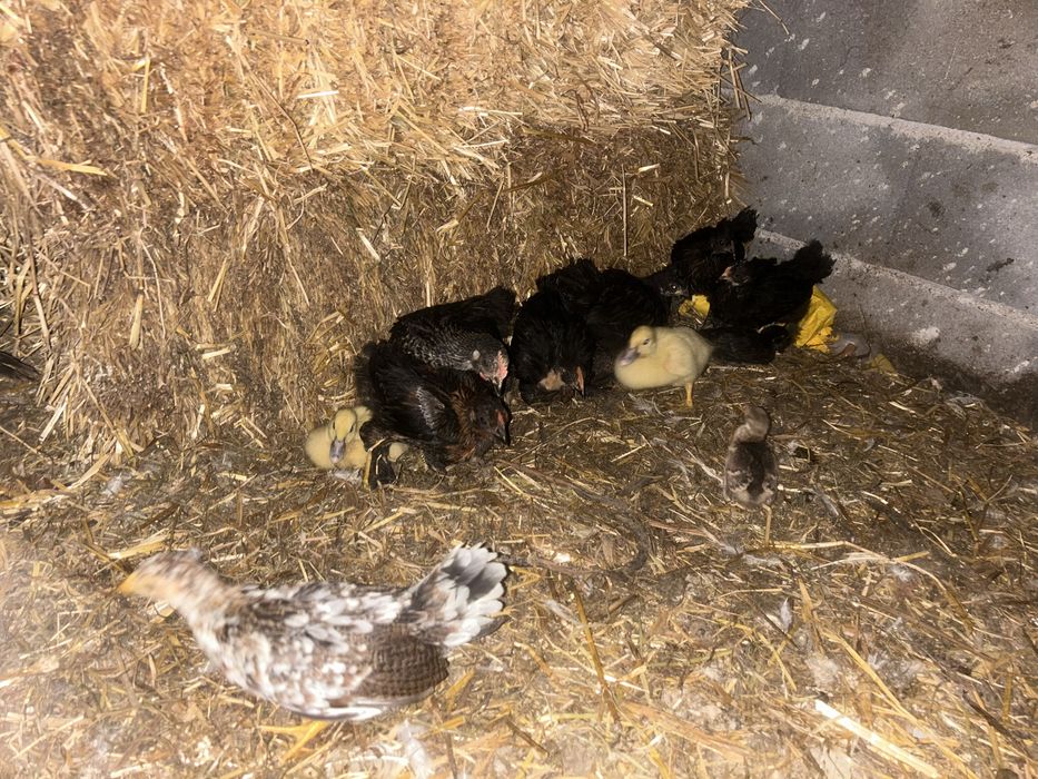 Vendo pintos/ galinhas