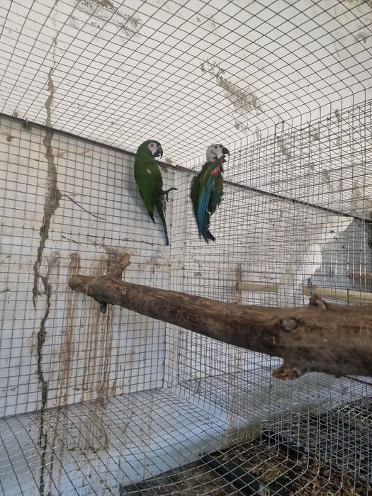 Araras severas adultas