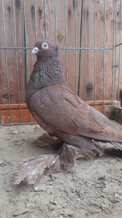 Wywrotki wschodnio pruskie