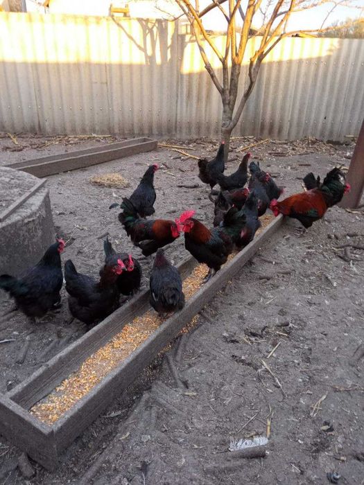 Яйца черно-медного марана