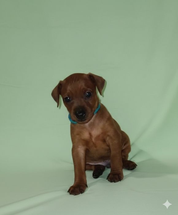 Хлопчик від італійської пари