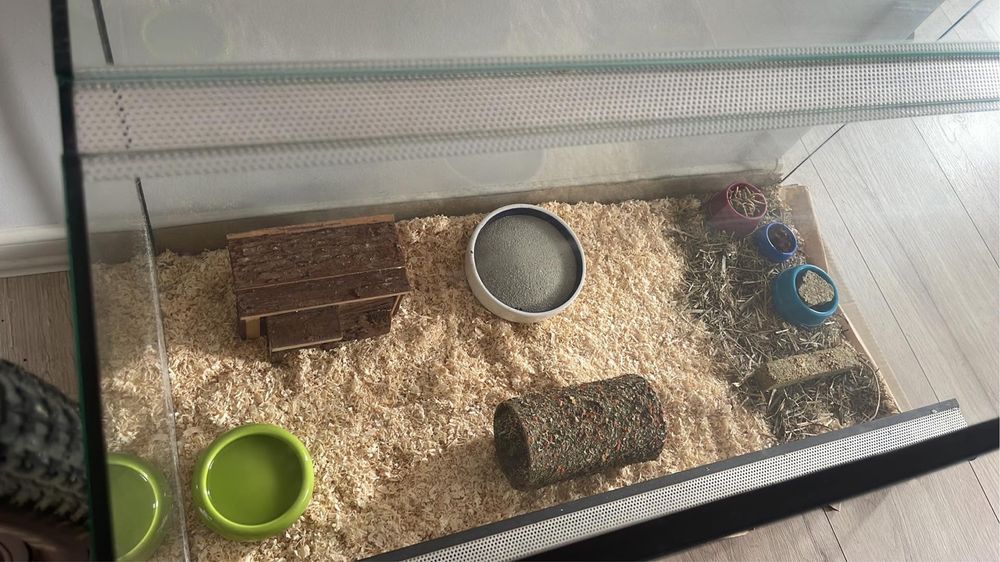 Dwie popielice afrykańskie z terrarium