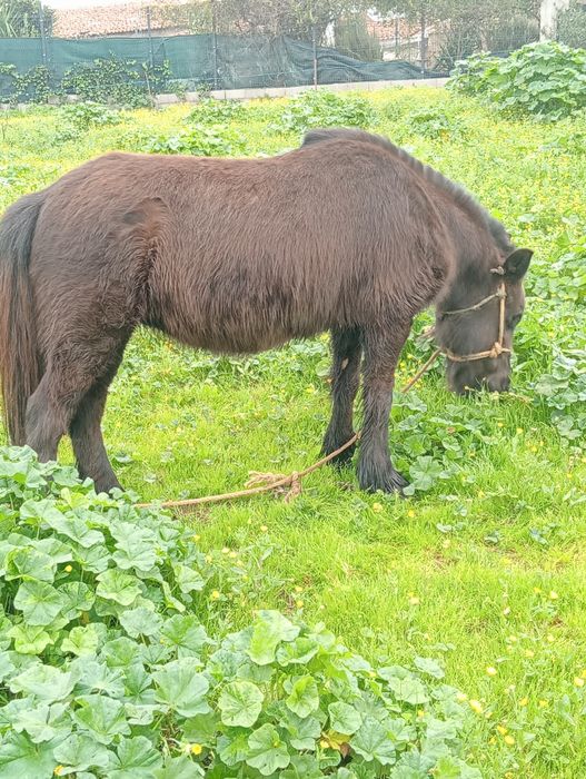 Vendo pônei fêmea