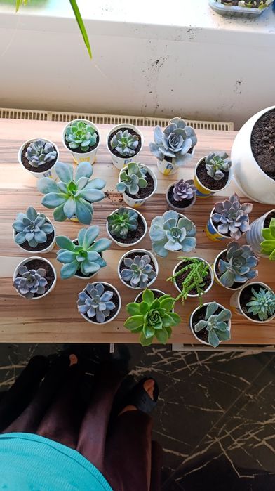 Вазони в асортименті