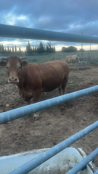 Vacas limousine .