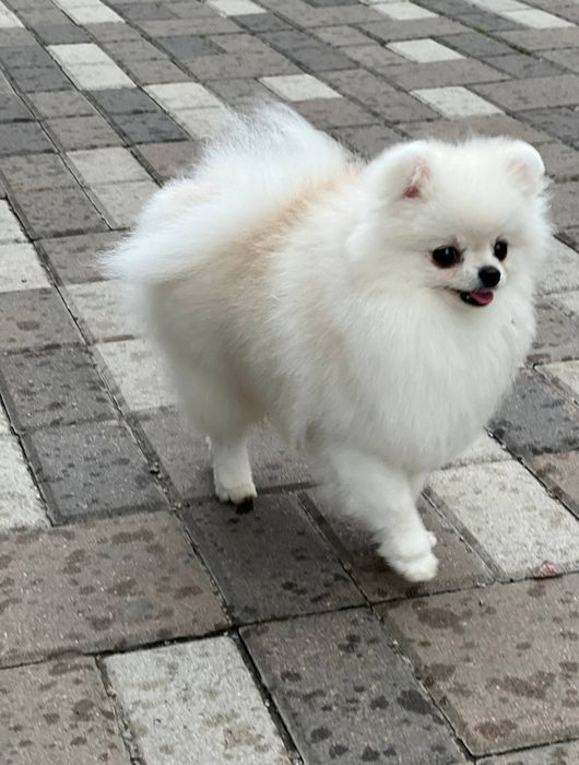 Мініатюрний померанський шпіц / шпиц — білий хлопчик, подарункова ціна