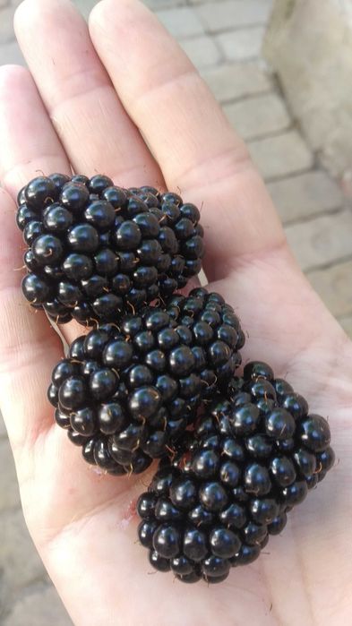 йошта ежевика крупная