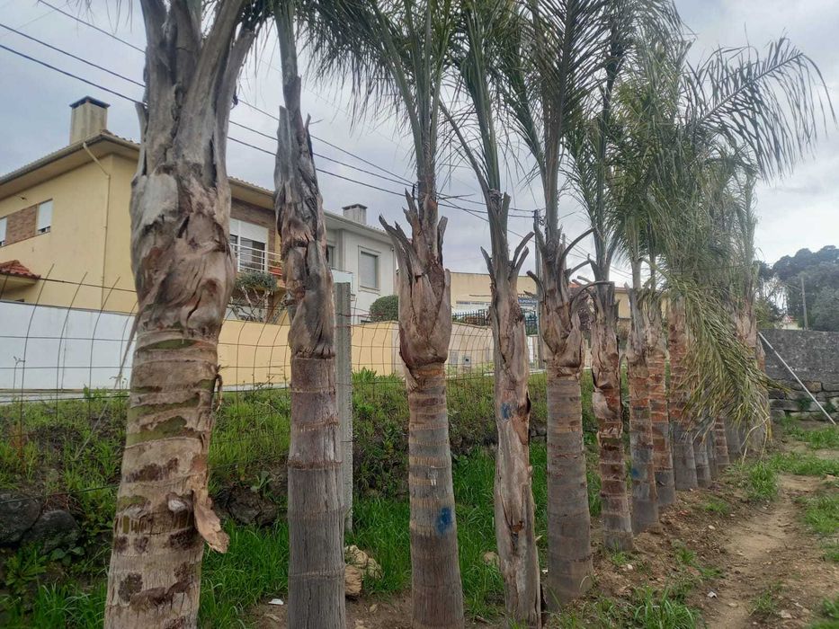 Coqueiros e Palmeiras Exóticas